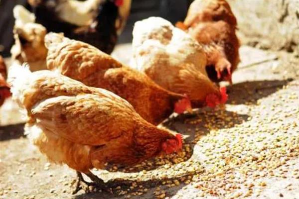 如何在家养鸡，需投喂混合饲料