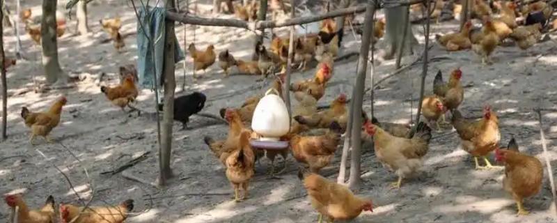 如何在家养鸡，需投喂混合饲料