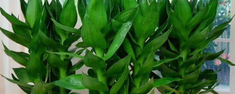 水培富贵竹长得太高如何处理，从植株基部向下斜剪可降低株高