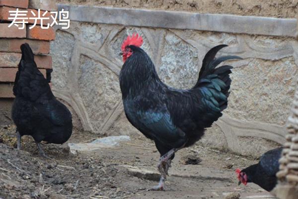 狼山鸡简介，是我国古老的地方品种