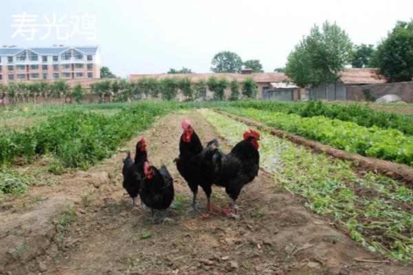 狼山鸡简介，是我国古老的地方品种
