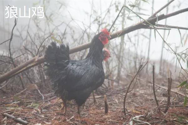 狼山鸡简介，是我国古老的地方品种