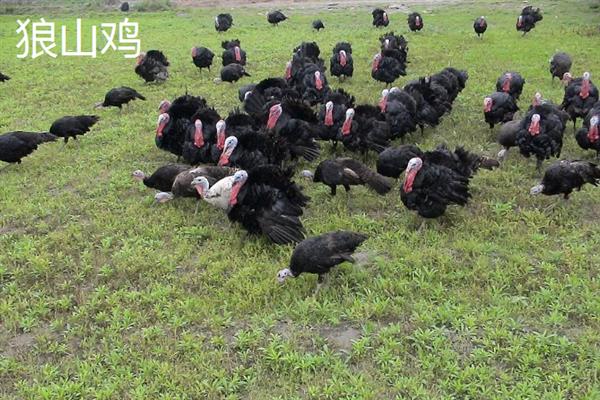 狼山鸡简介，是我国古老的地方品种
