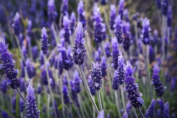 薰衣草的花语，代表等待爱情、守住你心中的信念