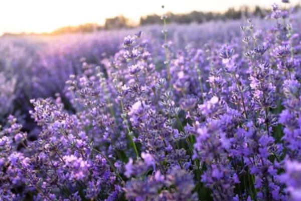 薰衣草的花语，代表等待爱情、守住你心中的信念