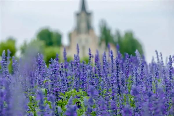 薰衣草的花语，代表等待爱情、守住你心中的信念