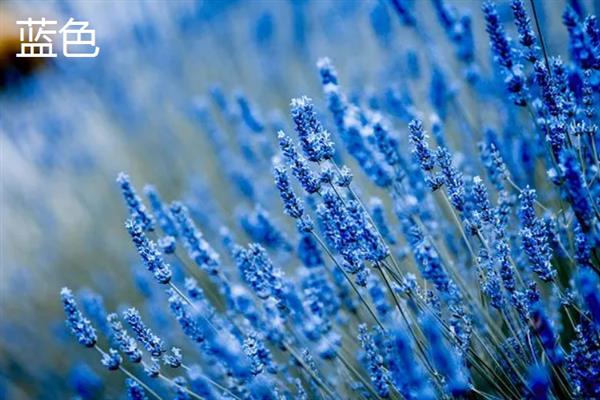 薰衣草的花语，代表等待爱情、守住你心中的信念