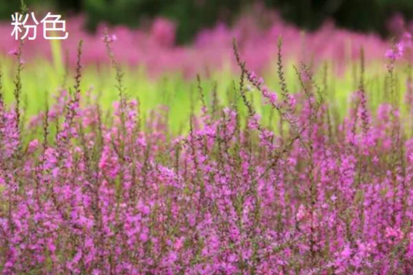 薰衣草的花语，代表等待爱情、守住你心中的信念