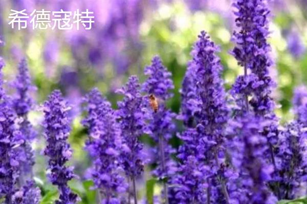 薰衣草的花语，代表等待爱情、守住你心中的信念