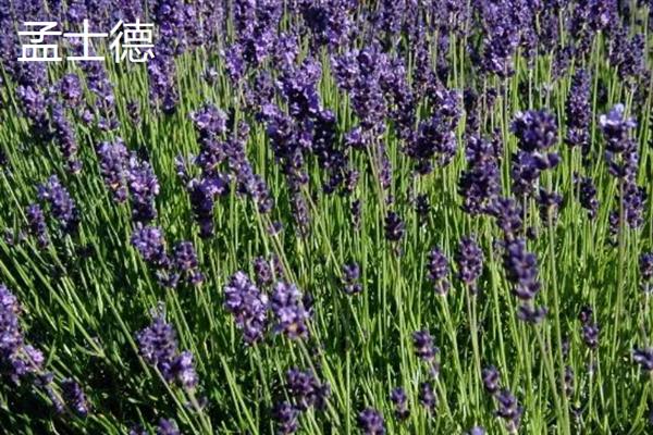 薰衣草的花语，代表等待爱情、守住你心中的信念