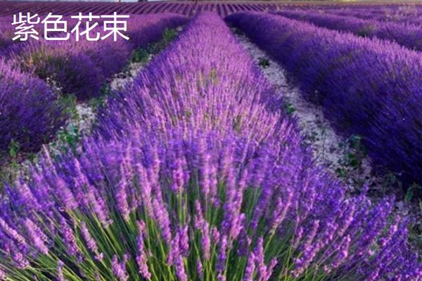 薰衣草的花语，代表等待爱情、守住你心中的信念