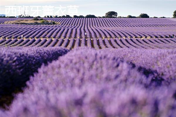 薰衣草的花语，代表等待爱情、守住你心中的信念