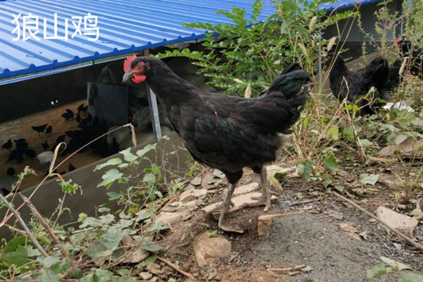 狼山鸡简介，是我国古老的地方品种