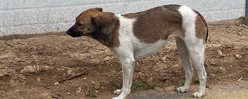 犬瘟热的治愈率是多少，治愈率受很多因素的影响