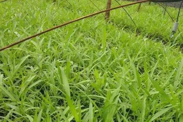 白及种多久才能收获，从种植到收获一般需要3年