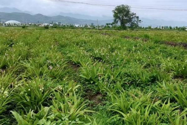 白及种多久才能收获，从种植到收获一般需要3年