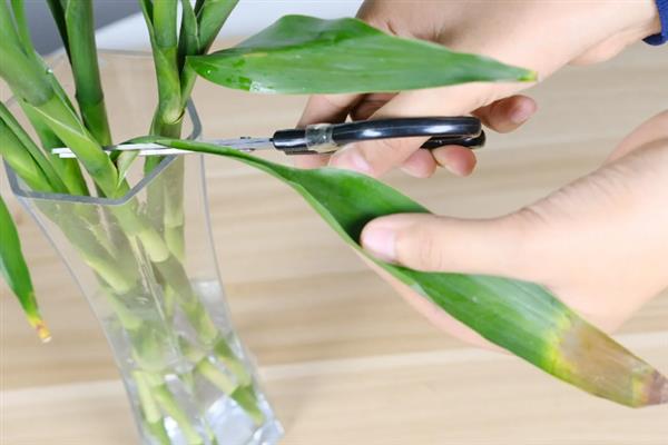 水培富贵竹长得太高如何处理，从植株基部向下斜剪可降低株高