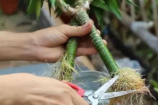 水培富贵竹长得太高如何处理，从植株基部向下斜剪可降低株高