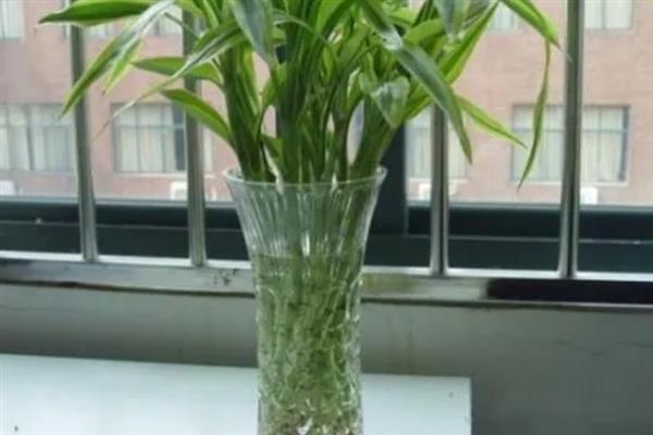 水培富贵竹长得太高如何处理，从植株基部向下斜剪可降低株高