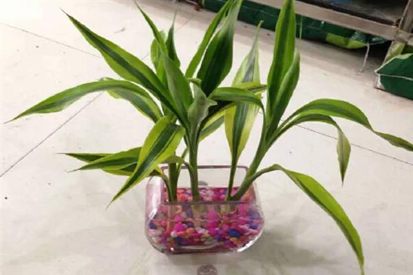 水培富贵竹长得太高如何处理，从植株基部向下斜剪可降低株高