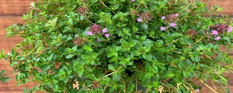 百里香的种植方法，温度需要控制在15-20℃