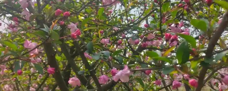 桃花什么时候开，花期3-4月