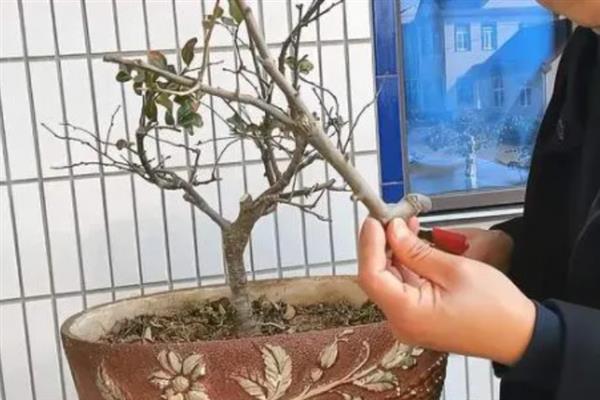 海棠树叶子为什么会发黄，可能是水分不足或土壤积水所致