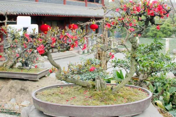 海棠树叶子为什么会发黄，可能是水分不足或土壤积水所致