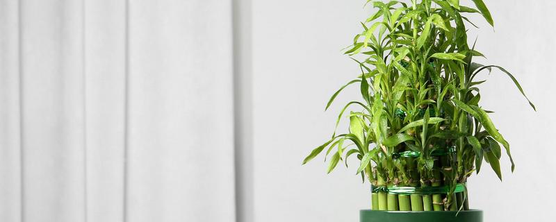 富贵竹长高了如何修剪，将其枝条顶端的嫩叶剪掉