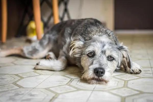 犬瘟热的治愈率是多少，治愈率受很多因素的影响