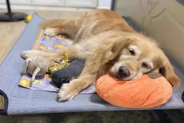 犬瘟热的治愈率是多少，治愈率受很多因素的影响