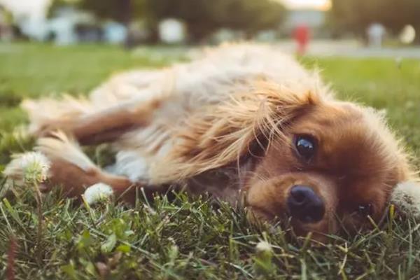犬瘟热的治愈率是多少，治愈率受很多因素的影响