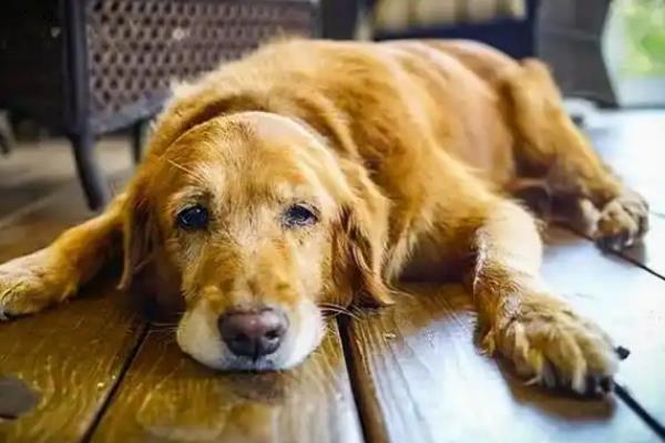 犬瘟热的治愈率是多少，治愈率受很多因素的影响