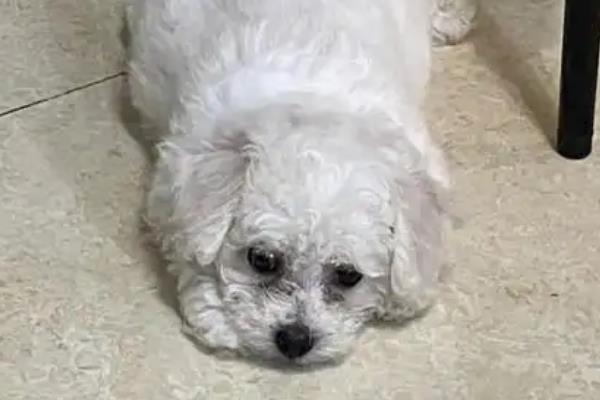 犬瘟热的治愈率是多少，治愈率受很多因素的影响