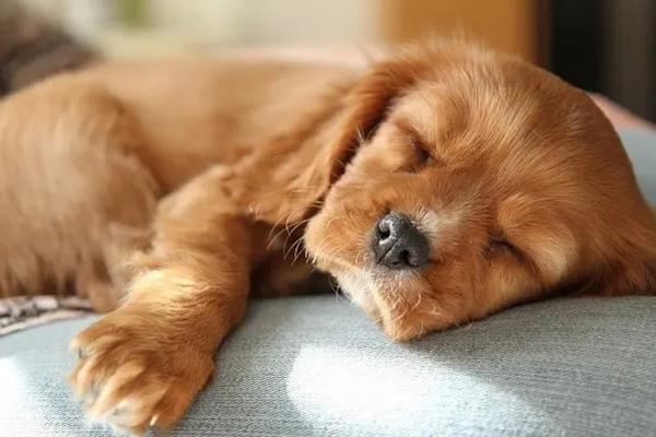 犬瘟热的治愈率是多少，治愈率受很多因素的影响
