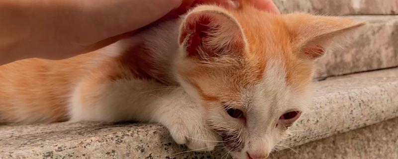 猫癣的治疗方法，涂抹复方酮康唑软膏可治疗常见的皮肤病感染