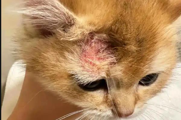 猫癣的治疗方法，涂抹复方酮康唑软膏可治疗常见的皮肤病感染
