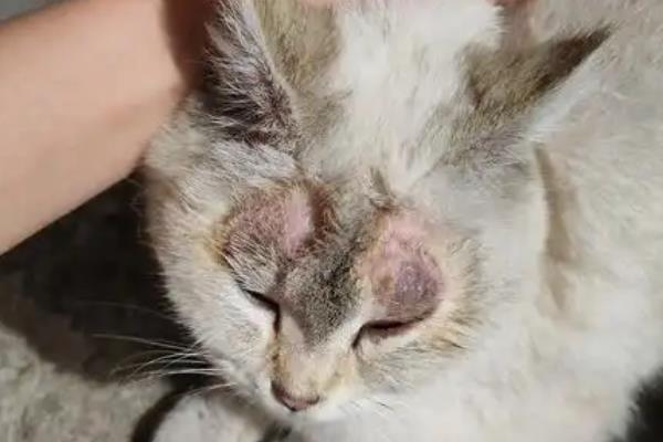 猫癣的治疗方法，涂抹复方酮康唑软膏可治疗常见的皮肤病感染