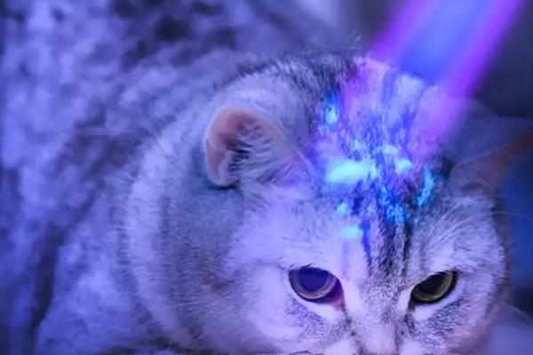 猫癣的治疗方法，涂抹复方酮康唑软膏可治疗常见的皮肤病感染