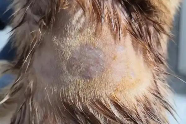 猫癣的治疗方法，涂抹复方酮康唑软膏可治疗常见的皮肤病感染