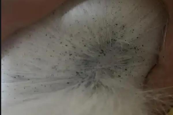 猫癣的治疗方法，涂抹复方酮康唑软膏可治疗常见的皮肤病感染