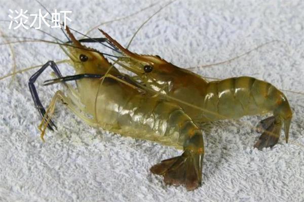 有什么火爆的特种养殖项目，养殖刺猬、竹鼠、狐狸等动物非常热门