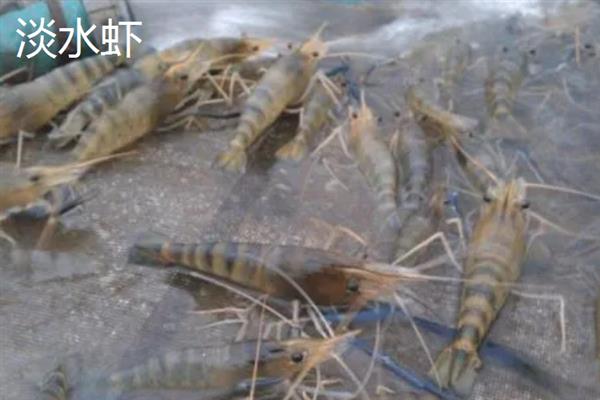 有什么火爆的特种养殖项目，养殖刺猬、竹鼠、狐狸等动物非常热门