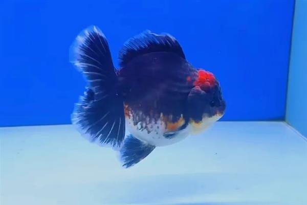 泰狮金鱼的繁殖频率，通常都是1年繁殖一次