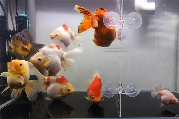 泰狮金鱼的繁殖频率，通常都是1年繁殖一次