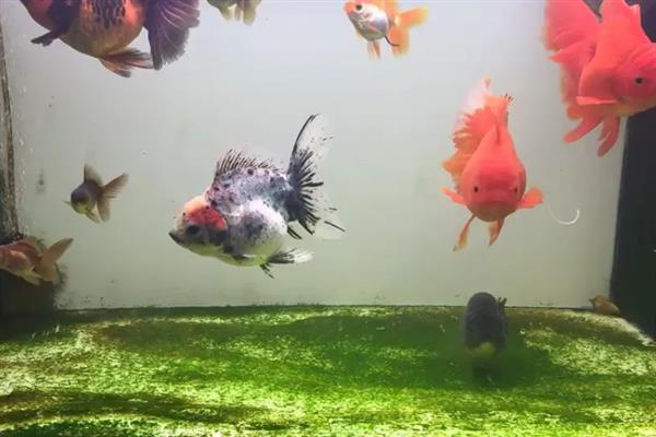 泰狮金鱼的繁殖频率，通常都是1年繁殖一次
