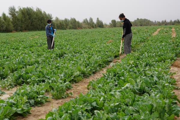 板蓝根什么时候播种好，需要结合当地的气候来决定