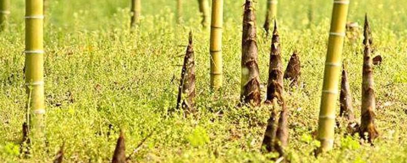 种植竹笋的方法，每亩地埋鞭3000-5000株