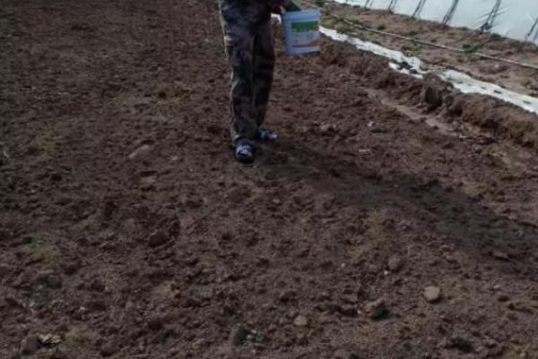 西红柿对肥料的需求特点，幼苗至开花前对养分的需求量最少