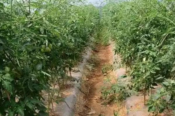 西红柿对肥料的需求特点，幼苗至开花前对养分的需求量最少